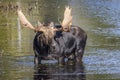 Large Bull Moose Foraging at the Edge of a Lake in Autumn Royalty Free Stock Photo