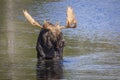 Large Bull Moose Foraging at the Edge of a Lake in Autumn Royalty Free Stock Photo