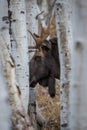 Large Bull Moose Looking Between Aspen Trees