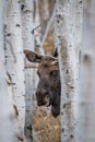 Large Bull Moose Looking Between Aspen Trees