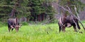 Large Bull Moose