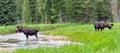 Large Bull Moose