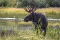 Large Bull Moose Standing by Mountain Lake Royalty Free Stock Photo