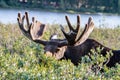 Large Bull Moose in Summer Velvet Royalty Free Stock Photo