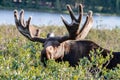 Large Bull Moose in Summer Velvet Royalty Free Stock Photo