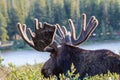 Large Bull Moose in Summer Velvet