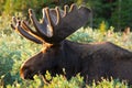 Large Bull Moose in Summer Velvet Royalty Free Stock Photo