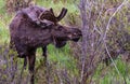 A Large Bull Moose Browsing Foliage Royalty Free Stock Photo