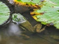 Large Bullfrog in Pond Next to Lily Pads with Head Above Water Royalty Free Stock Photo