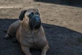 Large Bullmastiff dog lies in a dirt lot, looking out with bright and alert eyes