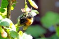 Large bumblebee on the flowers of currant.