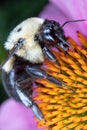 Large Bumblebee Gathering Pollen from a Purple Coneflower Royalty Free Stock Photo