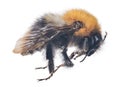 Large bumblebee isolated on white