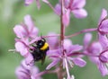 A large bumblebee on a pink flower collects nectar and pollen. Insects. Close up Royalty Free Stock Photo