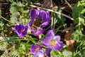 A large bumblebee seeks nectar inside a crocus