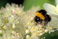 A large bumblebee on a white flower Royalty Free Stock Photo