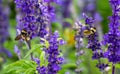 Large Bumblebees of contrasting color in a lavender flower garden Royalty Free Stock Photo