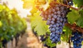 A large bunch of blue grapes hangs on a vine in a vineyard. Royalty Free Stock Photo