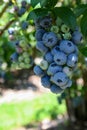 Large bunch of blueberries growing in garden Royalty Free Stock Photo