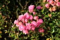 Large bunch of densely growing very small open and closed dry light pink flowers mixed with flower buds and dark green leaves