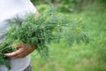 Large bunch of dill in the hands of an elderly woman in the garden, harvesting in the backyard Royalty Free Stock Photo