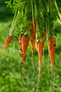 Large Bunch of Fresh Organic Carrots