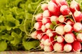 Large bunch fresh radish and salad Royalty Free Stock Photo