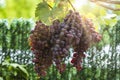 Large bunch of grapes hang from a vine, Close Up of red wine grapes