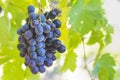 Large bunch of grapes hang from a vine, Close Up of red wine grapes Royalty Free Stock Photo