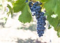 Large bunch of grapes hang from a vine, Close Up of red wine grapes Royalty Free Stock Photo