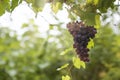 Large bunch of grapes hang from a vine, Close Up of red wine grapes