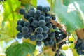 Large bunch of grapes Isabella hang from a vine, Close Up of red wine grapes Royalty Free Stock Photo