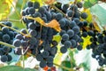 Large bunch of grapes Isabella hang from a vine, Close Up of red wine grapes Royalty Free Stock Photo