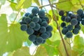 Large bunch of grapes Isabella hang from a vine, Close Up of red wine grapes Royalty Free Stock Photo