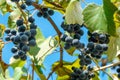 Large bunch of grapes Isabella hang from a vine, Close Up of red wine grapes Royalty Free Stock Photo