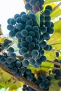 Large bunch of grapes Isabella hang from a vine, Close Up of red wine grapes Royalty Free Stock Photo