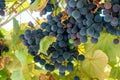 Large bunch of grapes Isabella hang from a vine, Close Up of red wine grapes Royalty Free Stock Photo