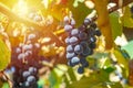 Large bunch of grapes Isabella hang from a vine, Close Up of red wine grapes Royalty Free Stock Photo