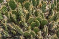 Large bunch of green succulent cacti plants