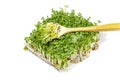 Large bunch of micro greenery with spoon on white isolated, label concept for vegan food or super food