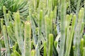 A large bunch of narrow green cactuses
