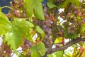 Large bunch of pink grapes growing on a vine