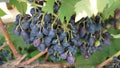 Ripe dark grapes on a vineyard branch Royalty Free Stock Photo