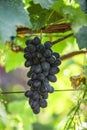 Large bunch of red wine grapes hang from a vine, warm. Ripe grapes with green leaves. Nature background with Vineyard Royalty Free Stock Photo
