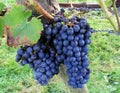 Large bunch of red wine grapes hang from a vine Royalty Free Stock Photo