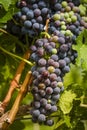 Wine grapes in veraison stage on vine