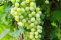 a large bunch of ripe grapes hanging on a bush in the rays of the summer sun Royalty Free Stock Photo