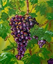 Large bunch of Tuscany dark red grapes, oil painting