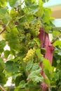 Large bunch of white wine grapes hang from a vine with green leaves Royalty Free Stock Photo