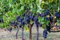 Large bunche of red wine grapes hang from a vine. Royalty Free Stock Photo